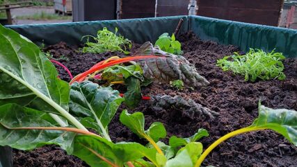 Junger Salat im Beet