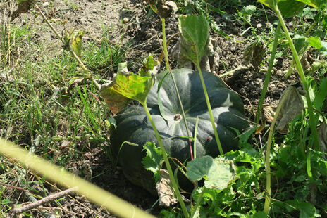 Eine große Melone.