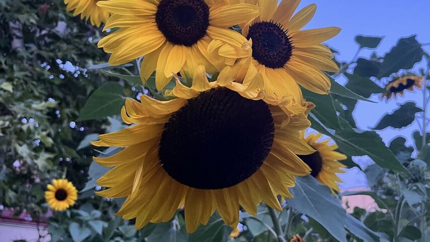 Sonnenblumen
