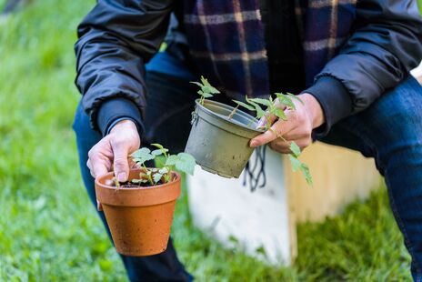 BewohnerInnen lernten Blumen achgerecht einzusetzen