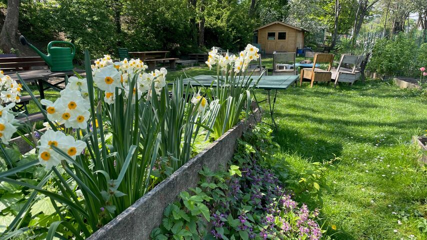 Blumen im Gemeinschaftsgarten