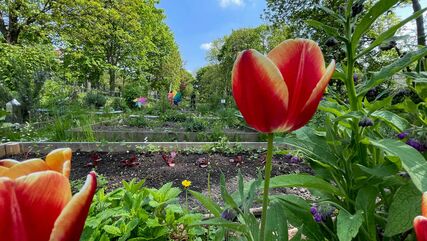 Tulpen-Nahaufnahme im Garten