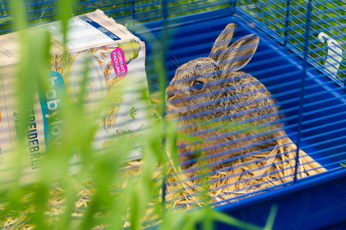 Hase in Wildtierstation