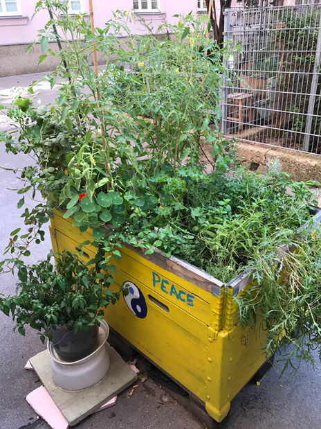 Die fleißigen GärtnerInnen der Herbortgasse haben heuer wieder mit viel Elan, Engagement und Liebe ihre Beete betreut und gepflegt. 